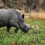 Rhino